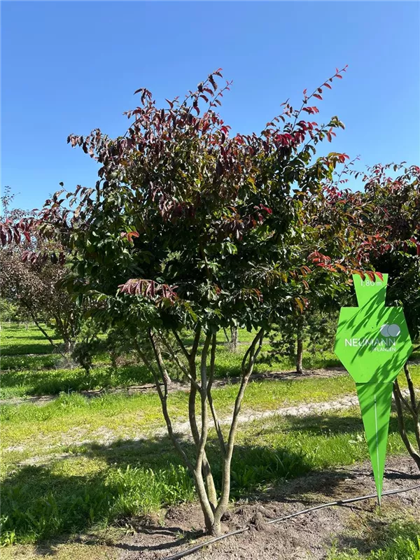 Parrotia persica 'Bella'