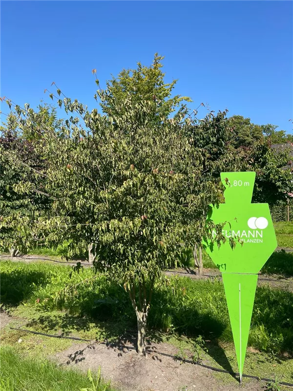 Cornus kousa chinensis