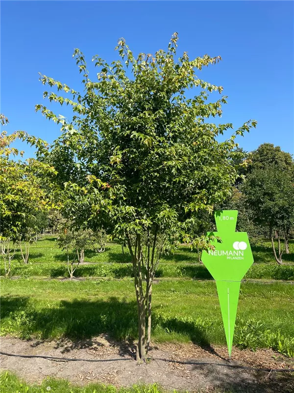 Acer buergerianum