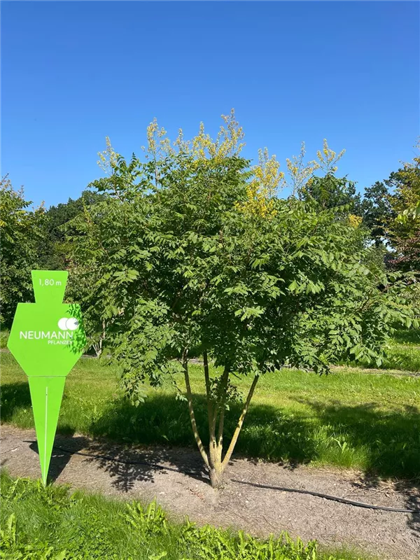 Koelreuteria paniculata