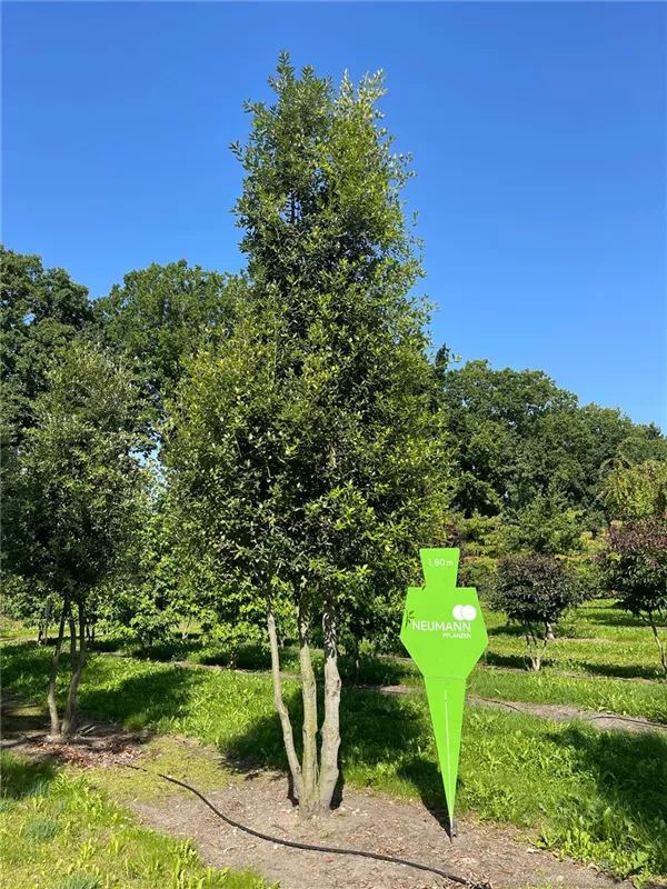 Quercus ilex