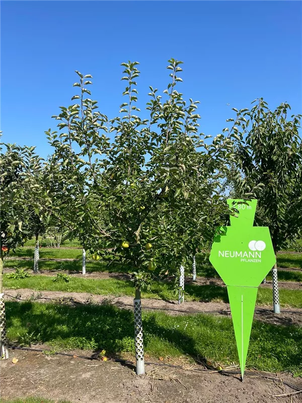 Malus 'Jonagold' CAC