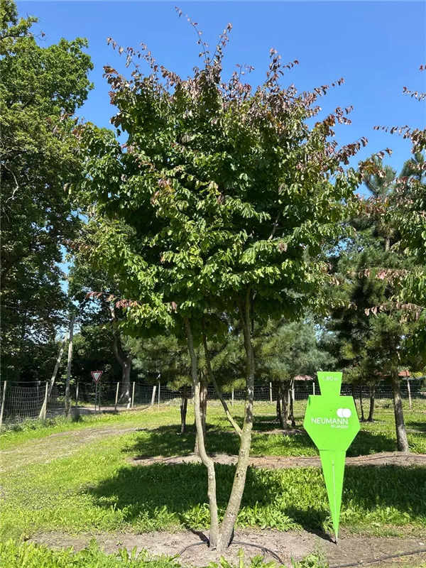 Parrotia persica
