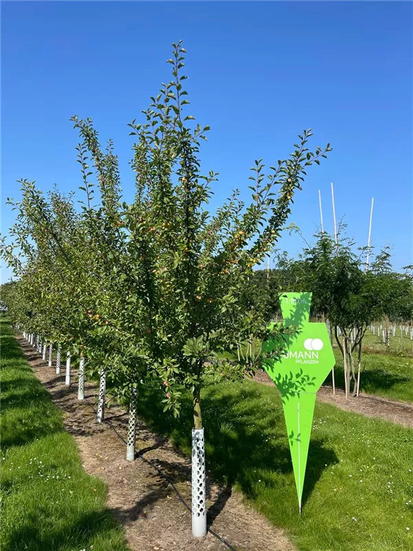 Prunus syr.'Von Nancy' CAC