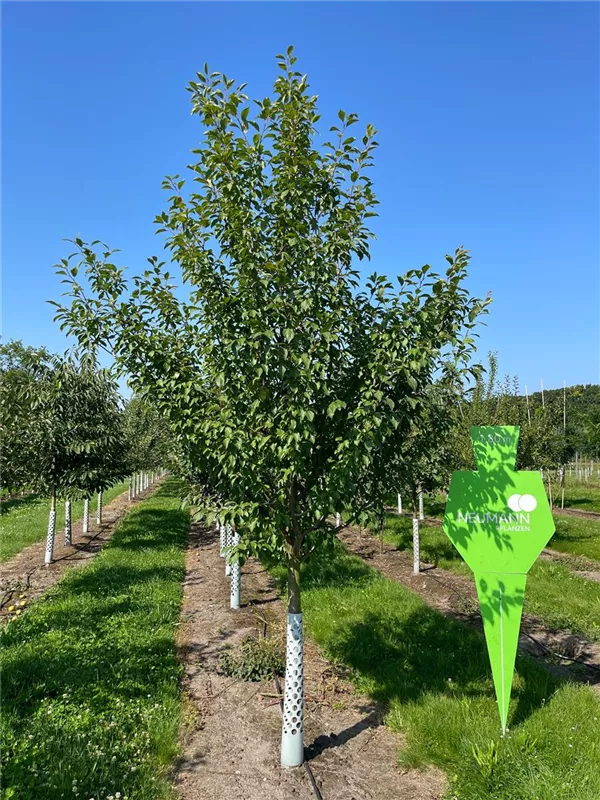 Prunus dom.'Hauszwetsche' CAC