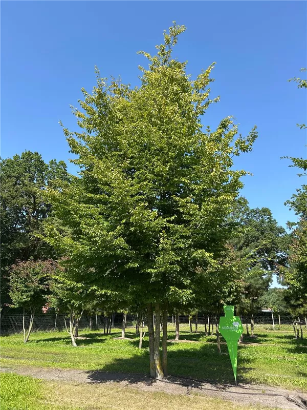 Carpinus betulus