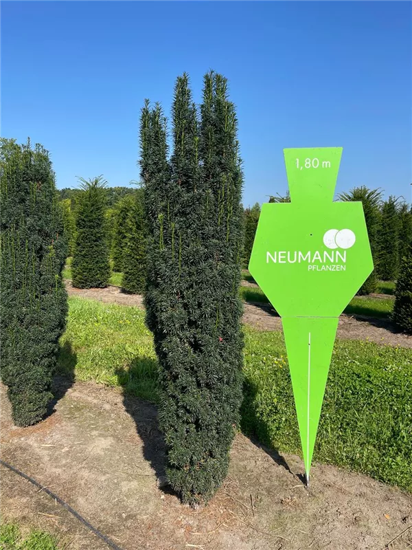 Taxus baccata 'Fastigiata Robusta'