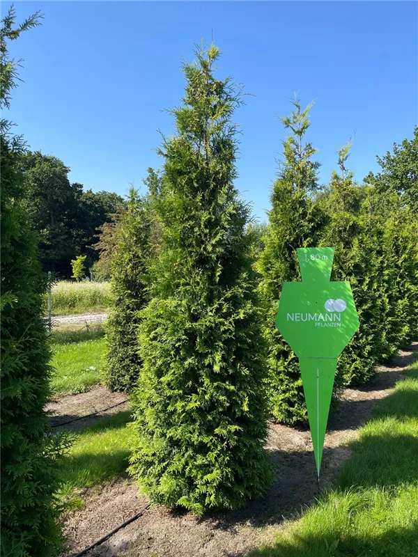 Thuja occidentalis 'Brabant'