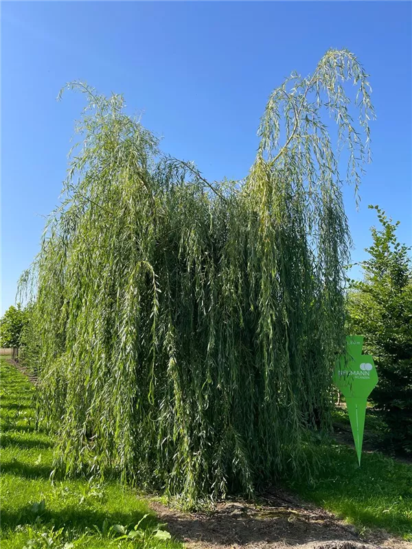 Salix alba 'Tristis'