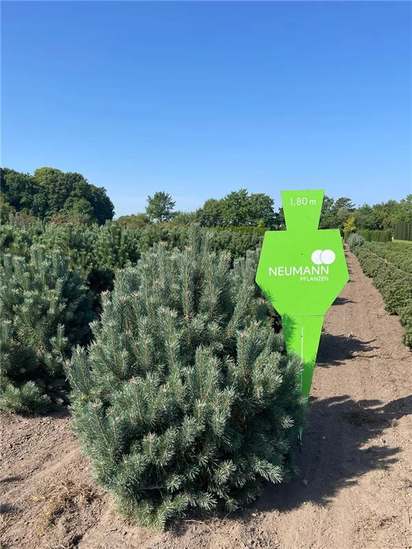 Pinus sylvestris 'Watereri'