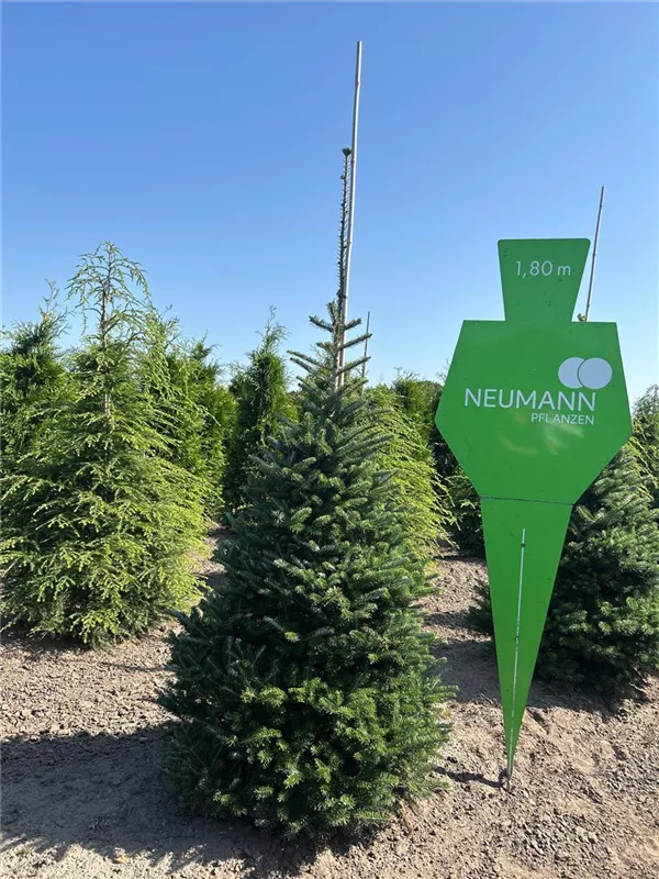 Abies koreana 'Sämling'