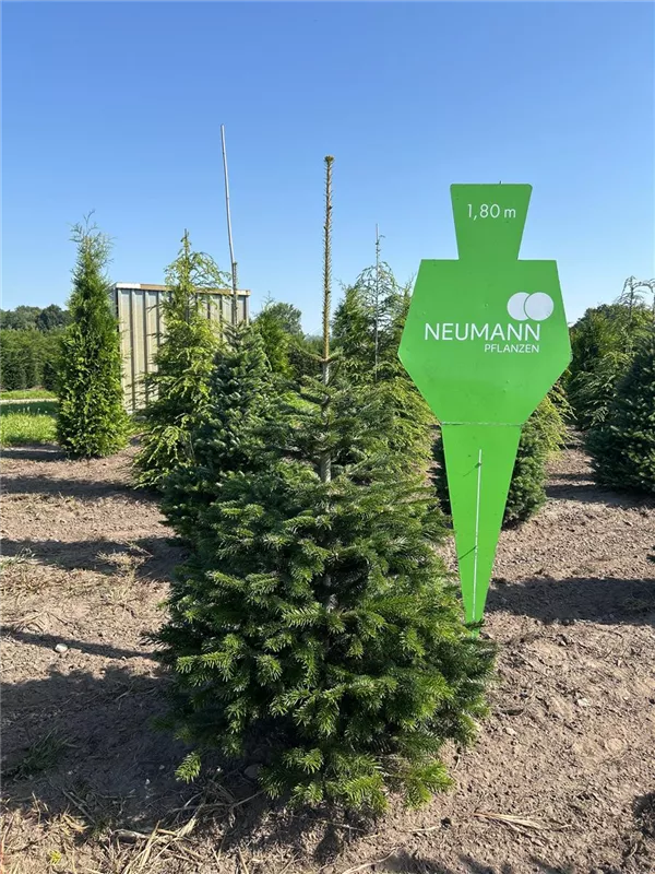 Abies koreana 'Sämling'