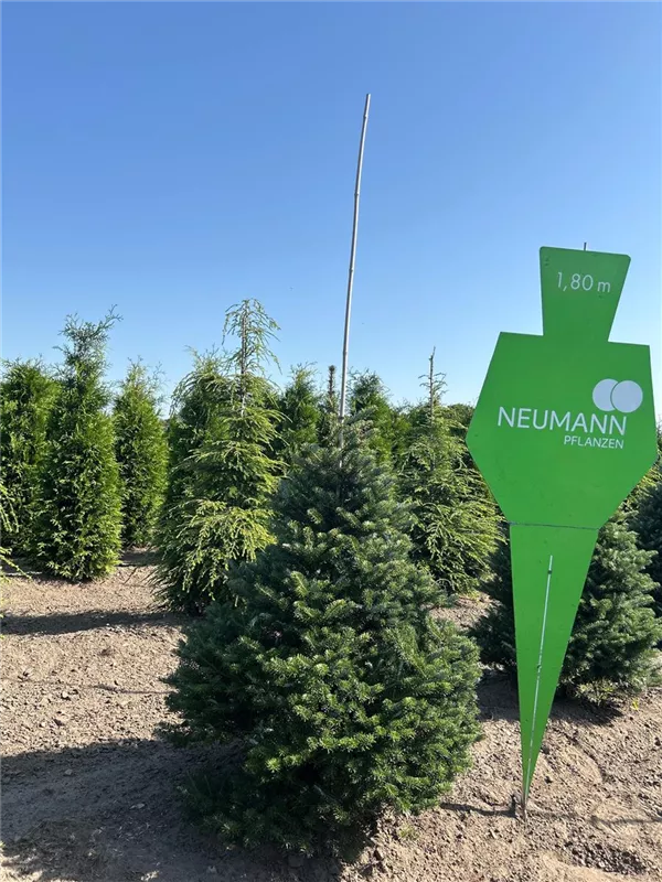 Abies koreana 'Sämling'