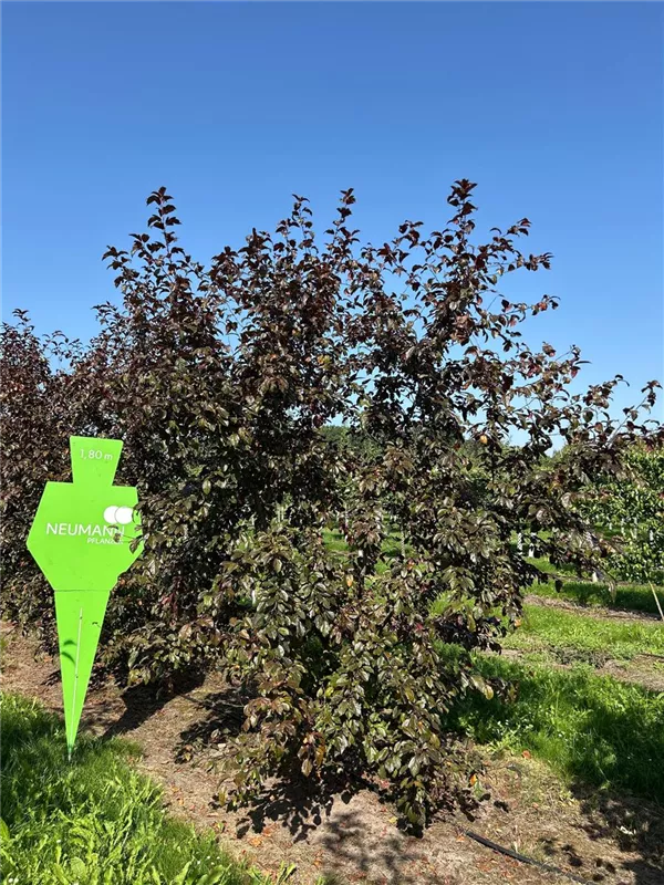 Malus 'Scarlet'