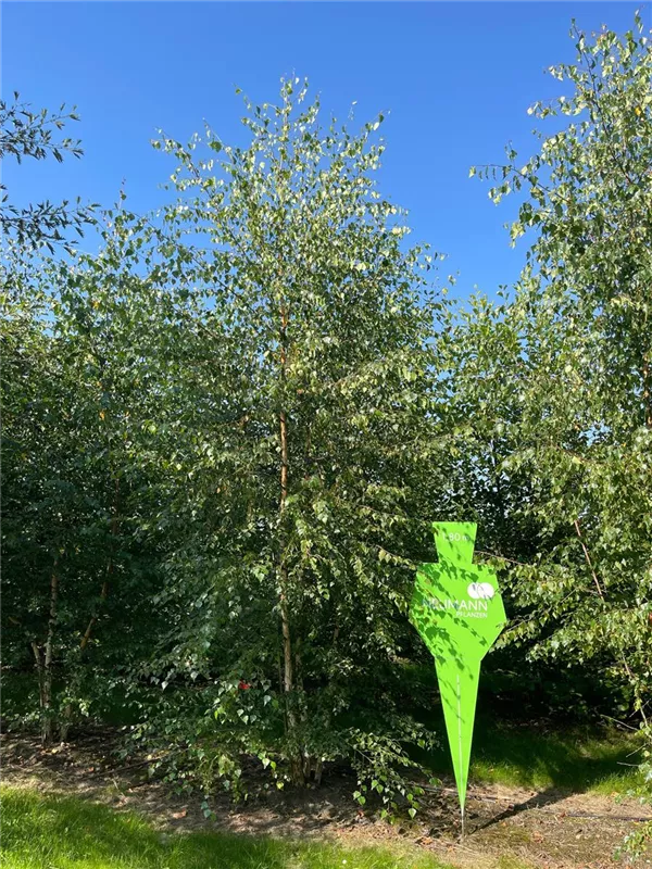 Betula pendula
