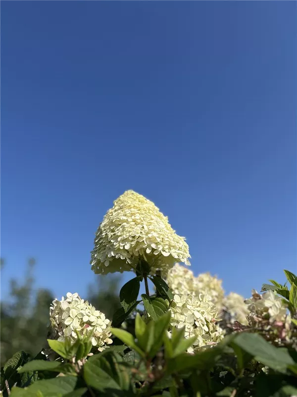 Hydrangea panic. 'Polar Bear'