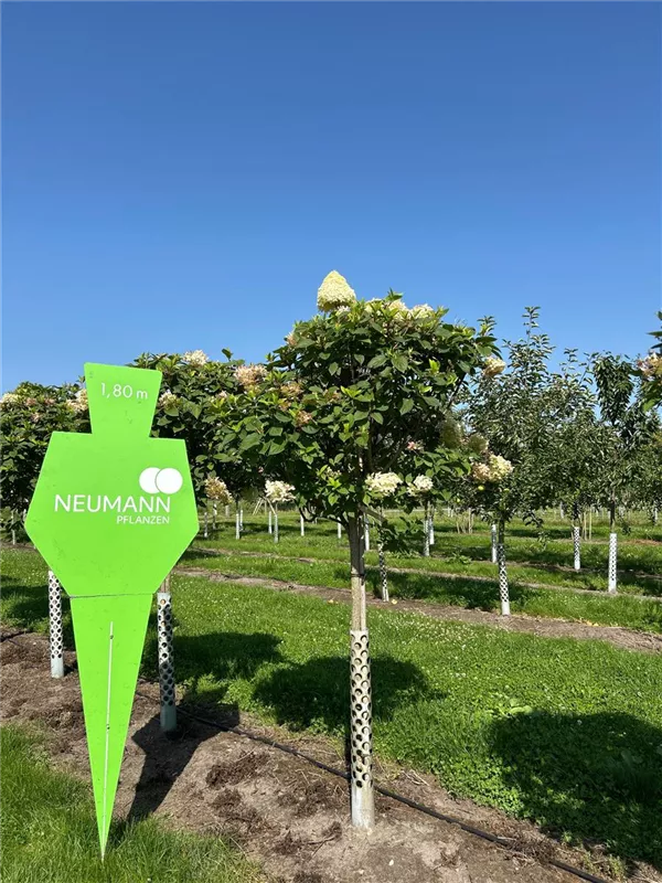 Hydrangea panic. 'Polar Bear'