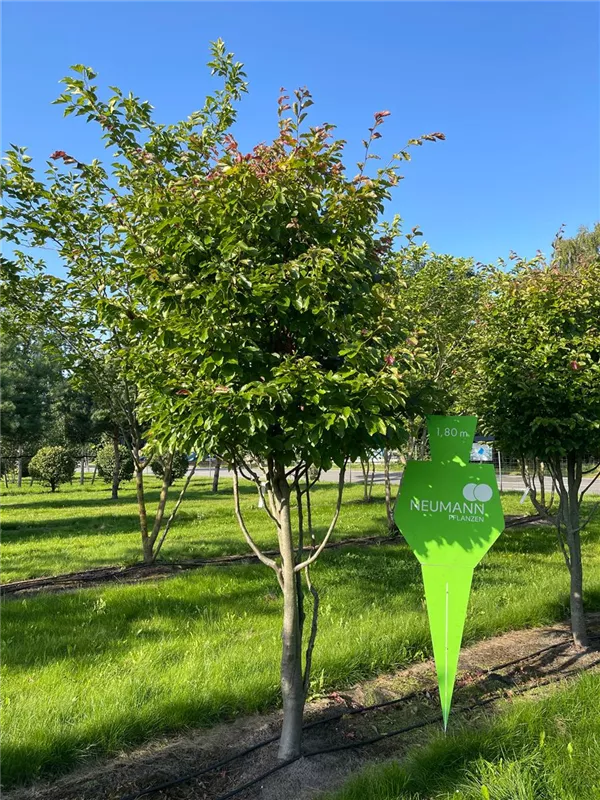 Parrotia persica 'Jodrell Bank'