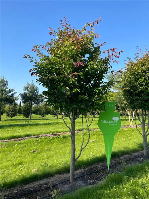 Parrotia persica 'Jodrell Bank'