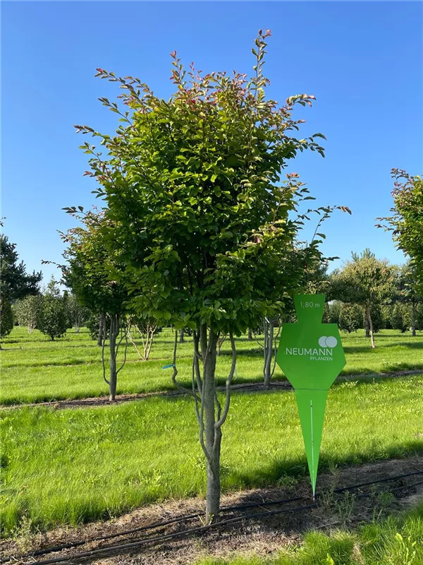Parrotia persica 'Jodrell Bank'