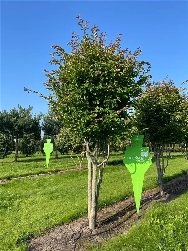 Parrotia persica 'Jodrell Bank'