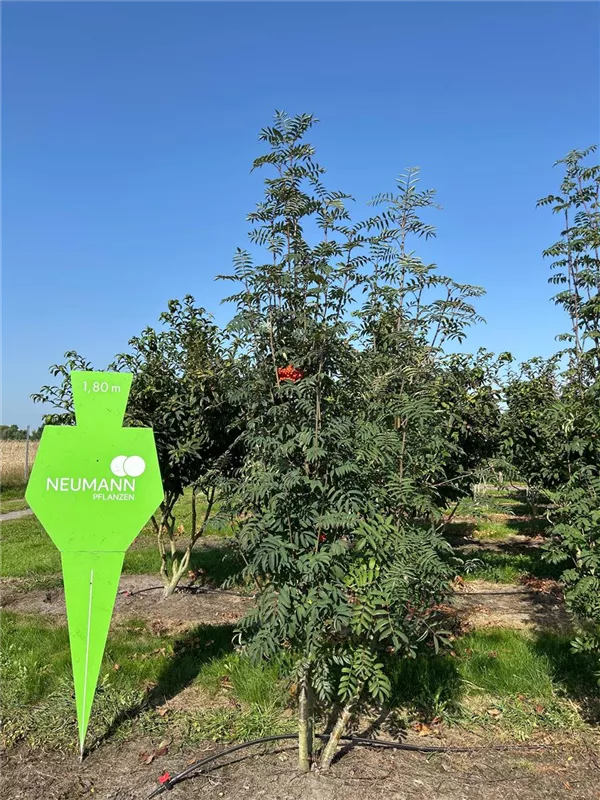 Sorbus aucuparia