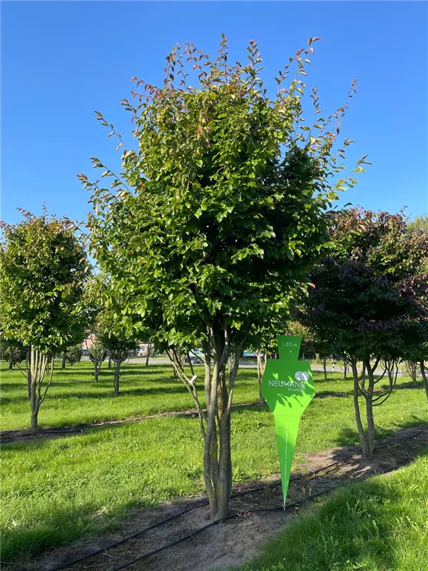 Parrotia persica 'Vanessa'