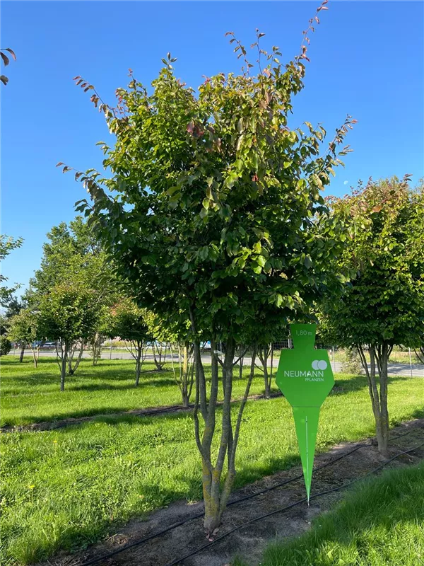 Parrotia persica 'Vanessa'
