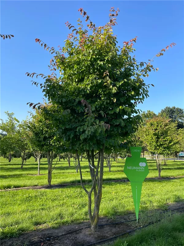 Parrotia persica 'Vanessa'