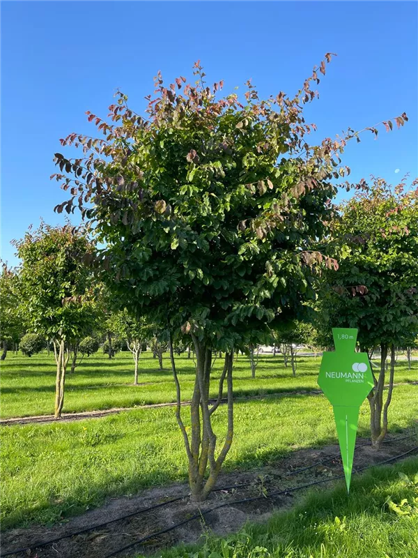 Parrotia persica 'Vanessa'