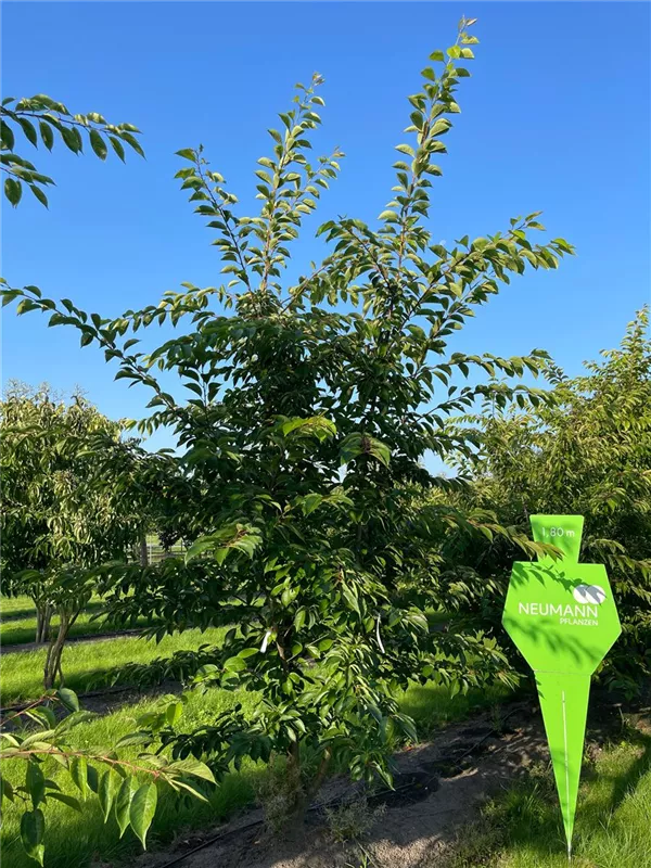 Prunus yedoensis