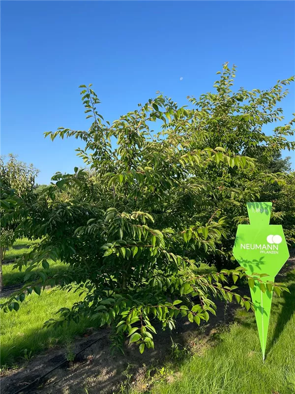 Prunus yedoensis