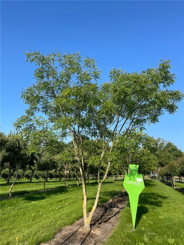 Sophora japonica