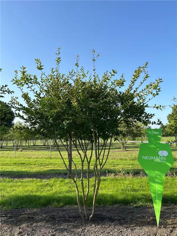 Lagerstroemia indica 'Natchez'