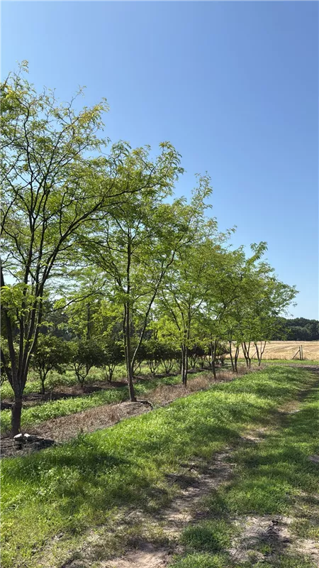 Gleditsia triacanthos 'Skyline'