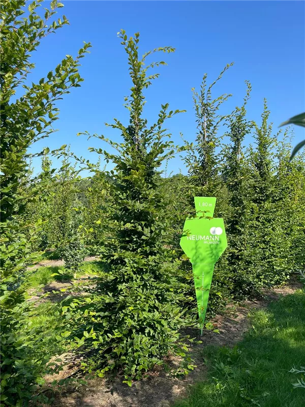 Carpinus betulus