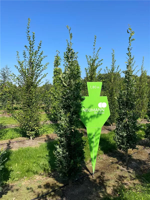 Quercus robur 'Fastigiata Koster'