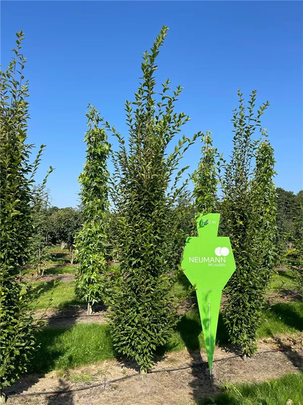 Carpinus betulus 'Fastigiata'