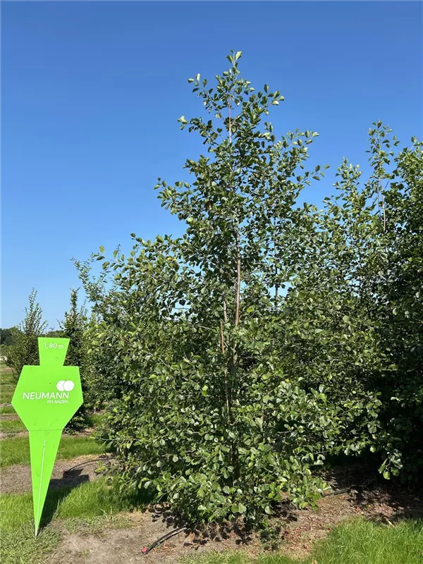 Alnus glutinosa