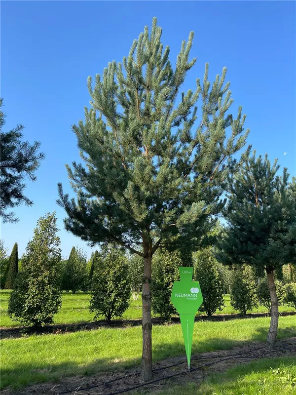 Pinus sylvestris