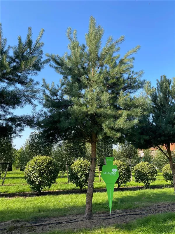 Pinus sylvestris