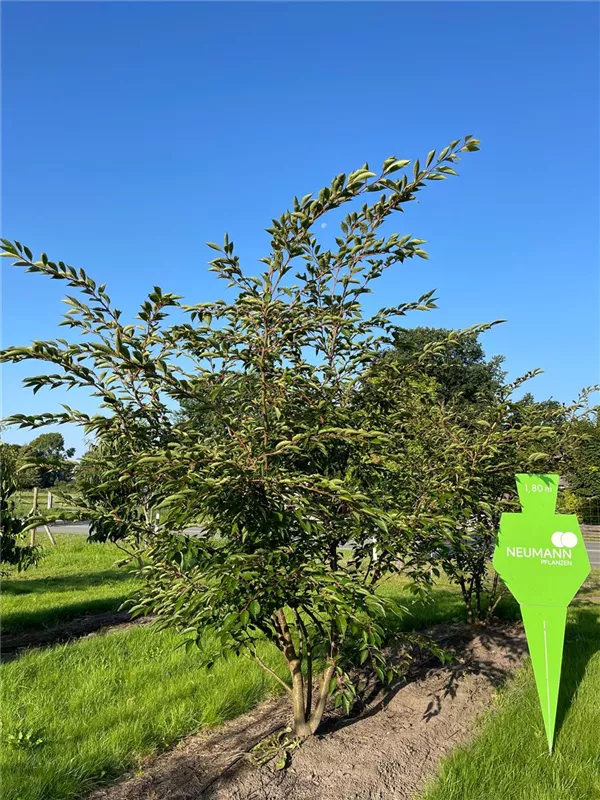 Prunus subhirtella 'Accolade'
