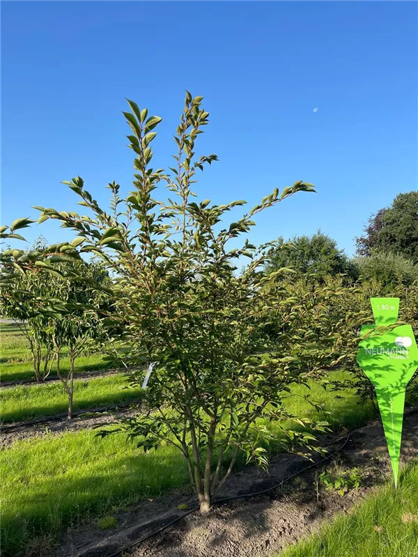 Prunus subhirtella 'Accolade'