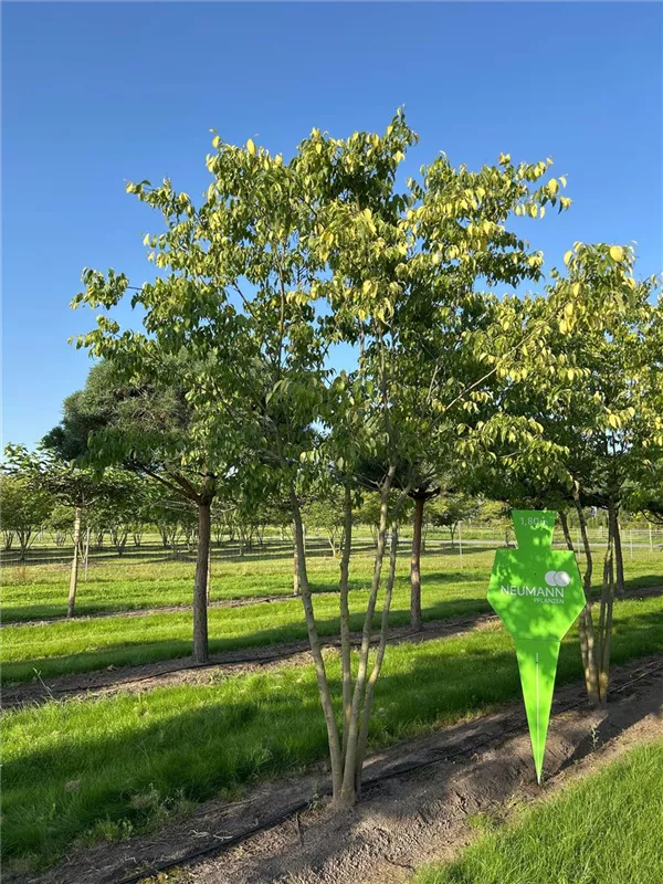 Celtis australis