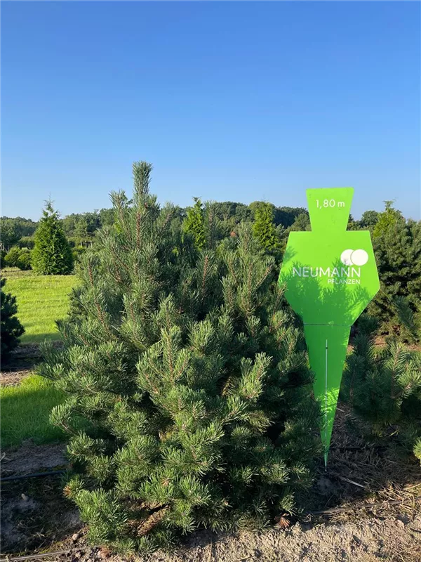 Pinus mugo