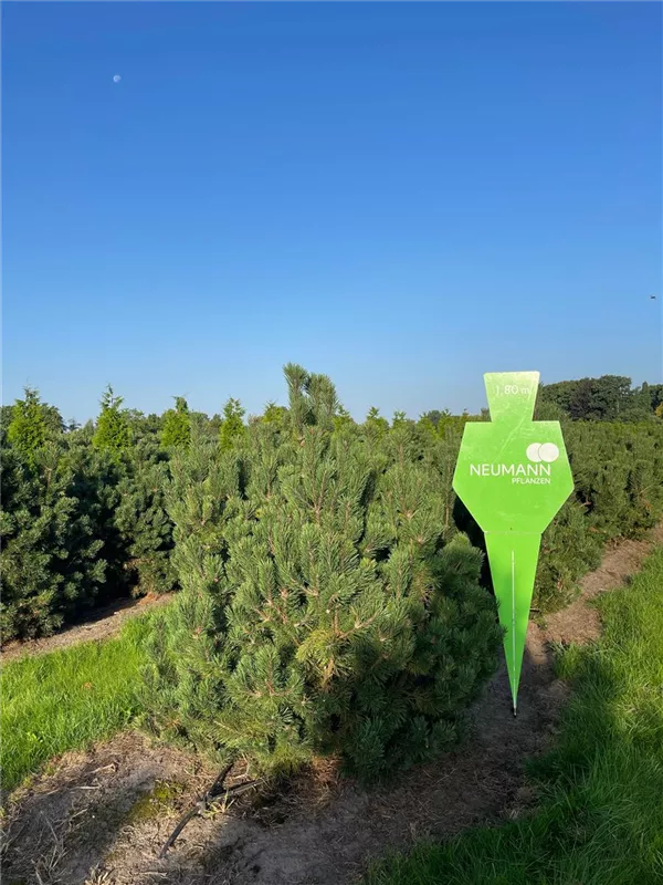 Pinus mugo