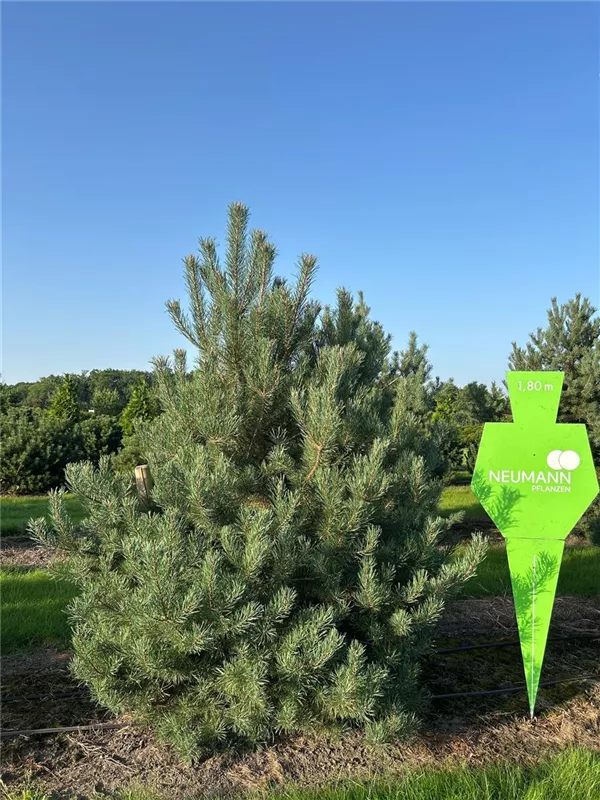 Pinus sylvestris