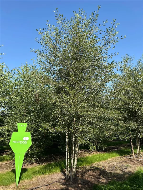 Alnus glutinosa 'Imperialis'