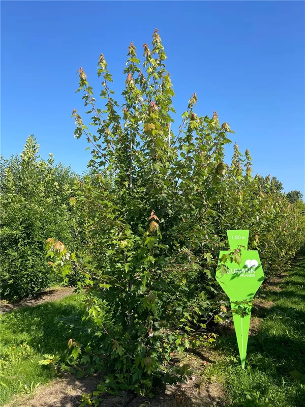 Acer freemanii 'Autumn Blaze'