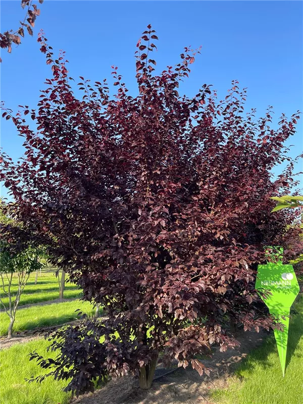 Prunus cerasifera 'Nigra'